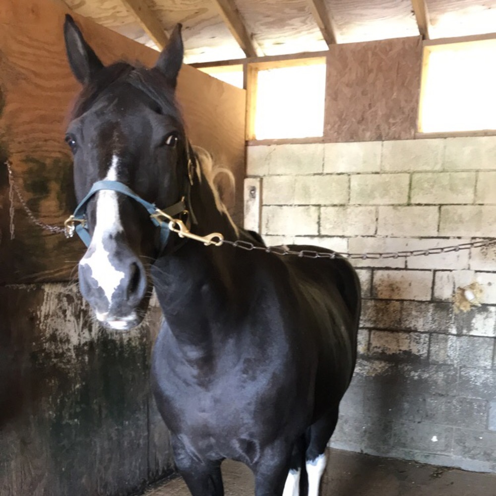 ISO Horse tack!!!